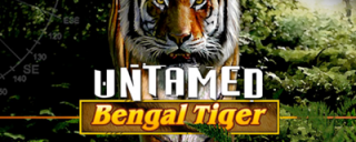 Untamed Bengal Tiger